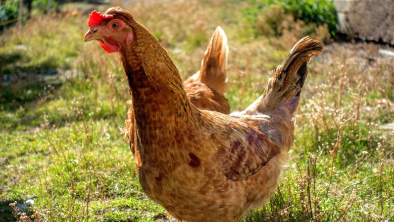 A brown hen stands on a meadow in the sunlight.