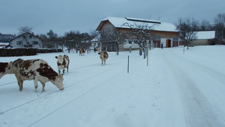Cattle in winter, © Biobauernhof Mayerhofer