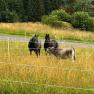 Two horses and a cow are standing in a pasture with tall grass, surrounded by a fence. Trees and a path can be seen in the background.