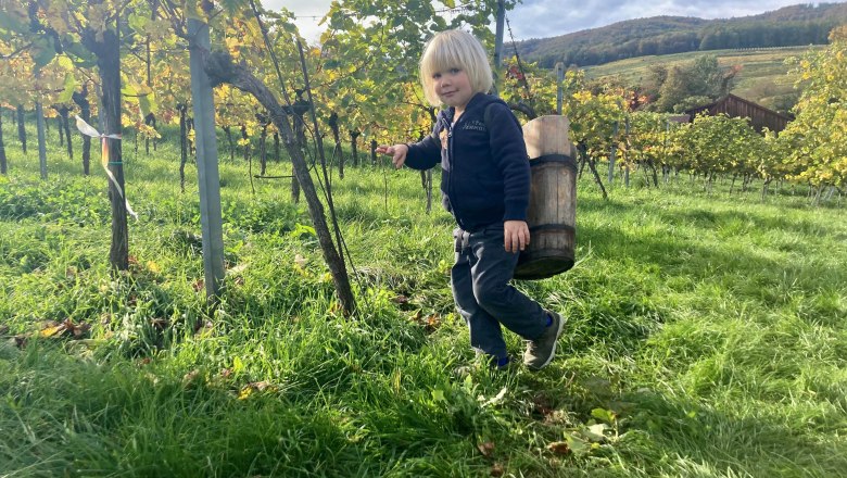 A child with a wooden bucket in the vineyard during the grape harvest.