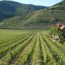 Vineyards with a house on the hillside, surrounded by green hills.