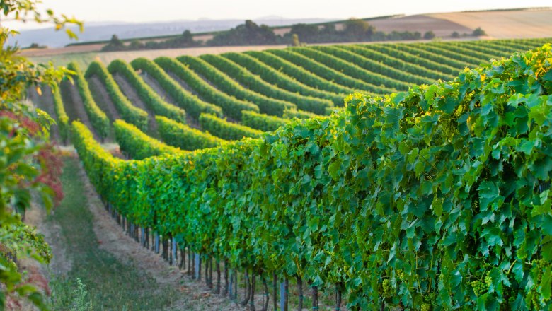 Vineyards with green vines in a hilly landscape at sunset.
