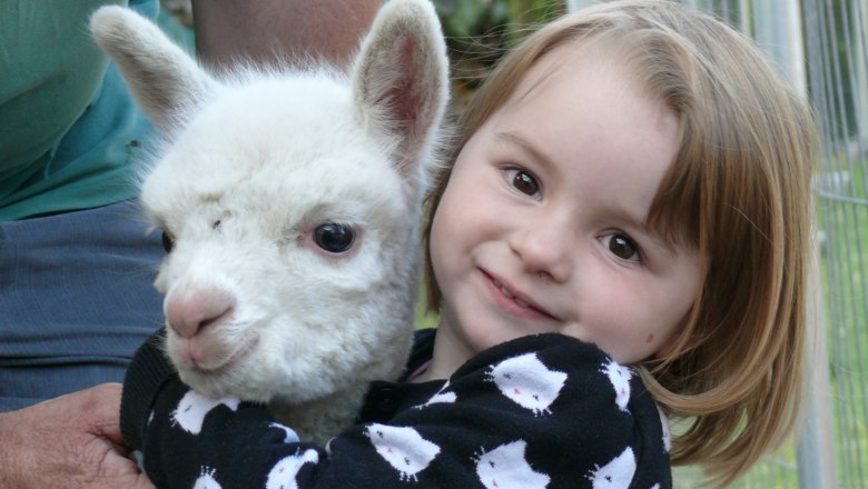 A little girl hugs a white alpaca.