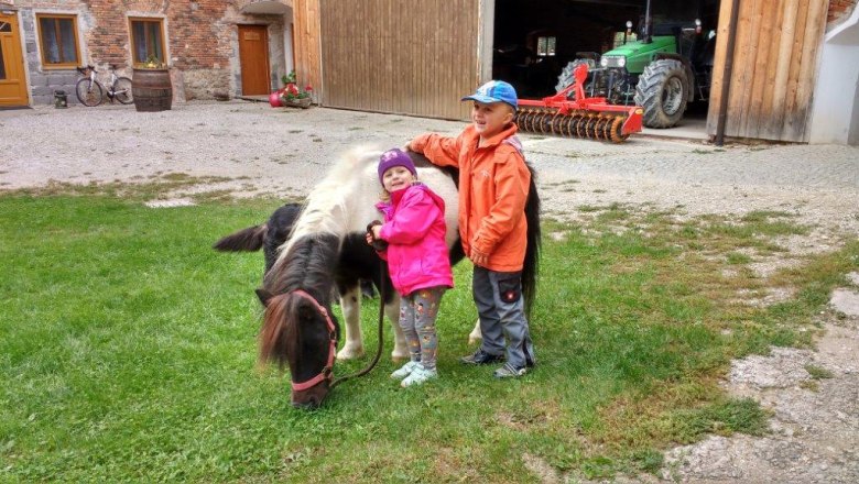 Pony, &copy; Gudrun Berndl