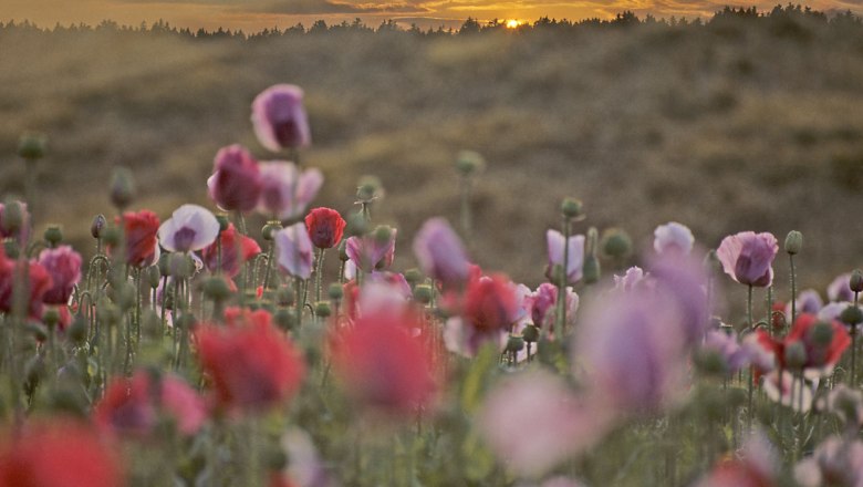 A poppy field at sunset with red and pink flowers in the foreground.