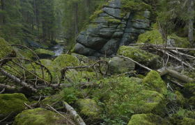 Moss-covered rocks and fallen trees in a wooded gorge.