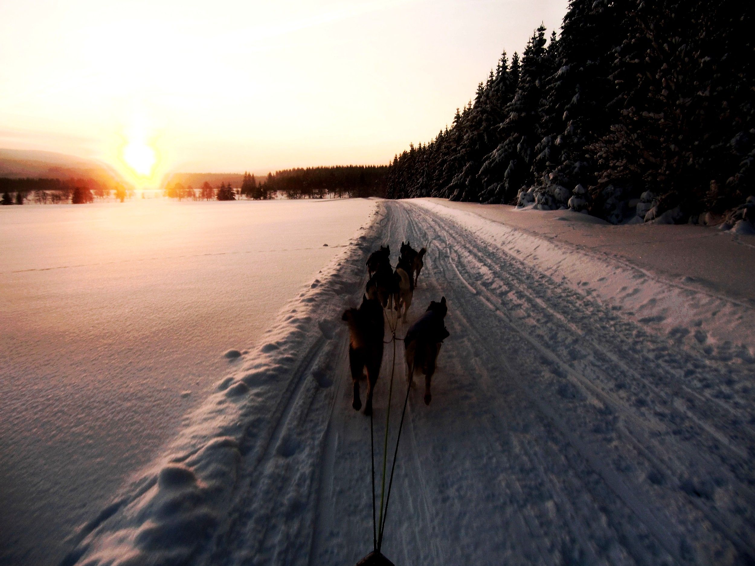 Huskies pull a sled through a snowy landscape at sunrise.