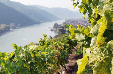Danube grapes, © Niederösterreich-Werbung/weinfranz.at