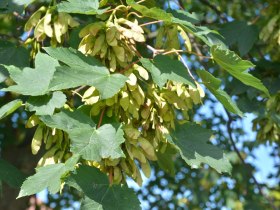 Berg Ahorn, &copy; Donau Nieder&ouml;sterreich - Kamptal-Wagram-Tullner Donauraum