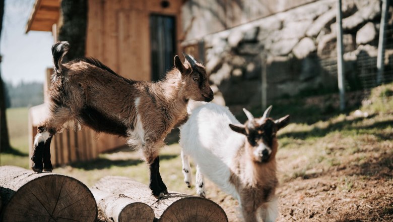 Dwarf goats (5), &copy; MIKU.Media OG