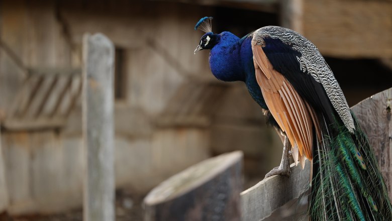 A peacock sits on a wooden fence in the Celtic village of Schwarzenbach.