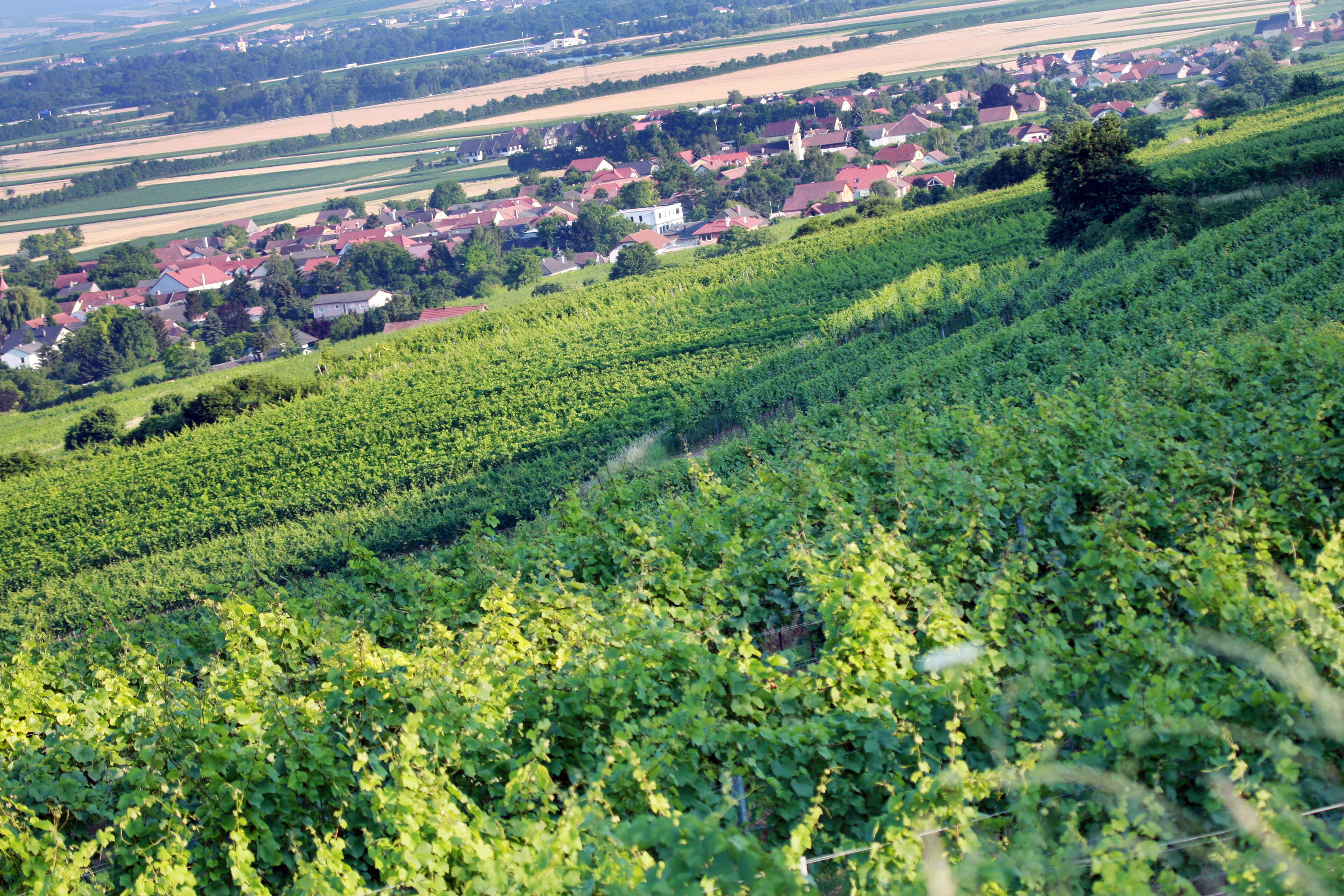 Vineyards in the Traisental with a village in the background.