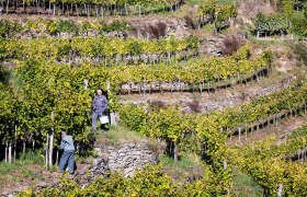 Winemakers at work, &copy; Lachlan Blair