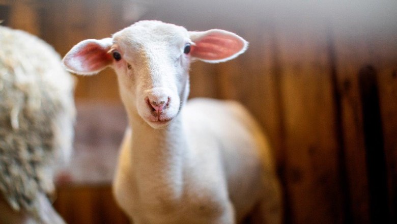 Organic farm Poldlbauer, &copy; Barbara Kraft