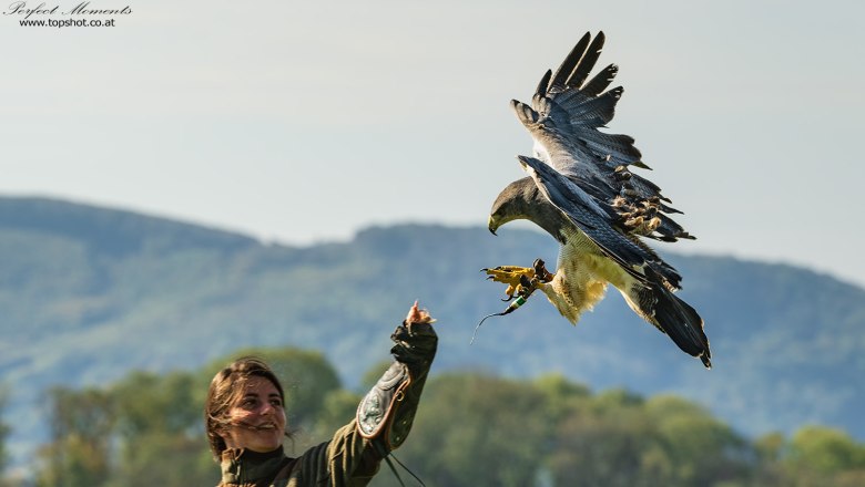 A woman in green clothing holds a large bird of prey on her gloved arm. Trees and hills can be seen in the background.